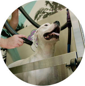 deluxe wash